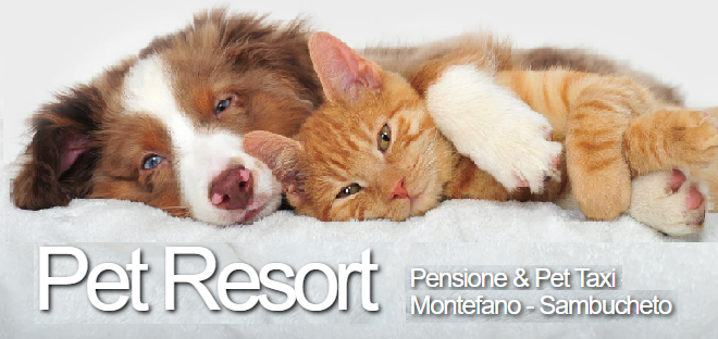 Pet Resort